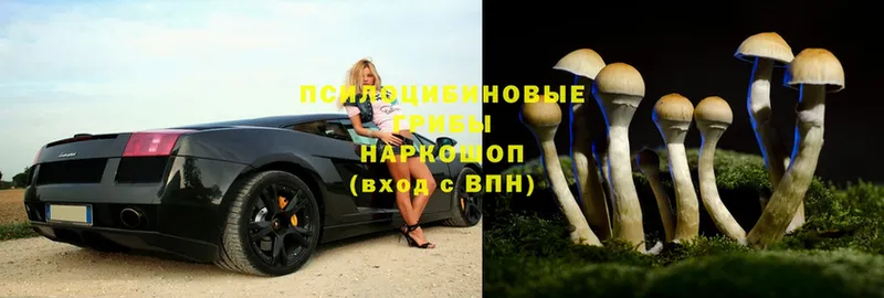 Псилоцибиновые грибы Psilocybine cubensis  Трубчевск 